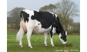 VOLADI MAN - Prim'Holstein